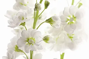 Matthiola: Stock