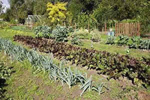 Leek: Well stocked French vegetable garden
