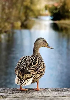 Mallard: Stockente (Anas platyrhynchos), Weibchen auf Balken