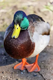 Mallard: Stockente (Anas platyrhynchos), Erpel, Deutschland