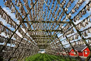 Fishery: Stockfish drying at fishing village