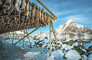 Drying: Stockfish on wooden frame, drying rack in winter