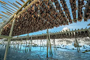 Drying: Stockfish on wooden rack, drying rack in winter