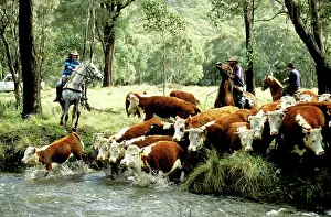 Mustering: Stockman mustering cattle Tom Groggin Station