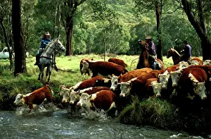 Auscape International: Stockman mustering cattle.Tom Groggin Station