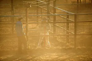 Steer: Stockman and stockwoman with cow in pen.drafting