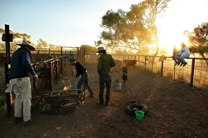 Owners: Stockmen branding a steer.Brands are burnt into