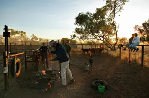 Owners: Stockmen branding a steer.Brands are burnt into