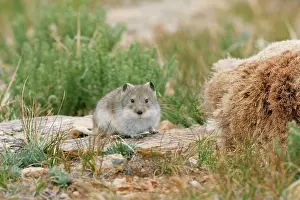 Voles: Stoliczka's Mountain Vole