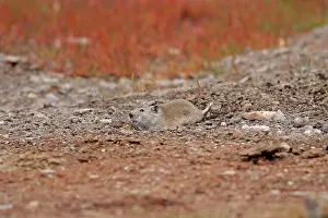 Voles: Stoliczka's Mountain Vole - at burrow