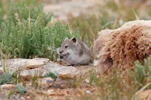 Voles: Stoliczka's Mountain Vole - collecting hair from