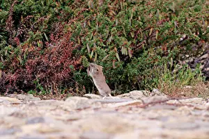 Voles: Stoliczka's Mountain Vole, stretching for Caragana seeds