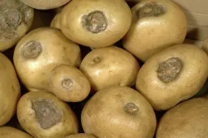 Physiological: Stolon end rot of potato