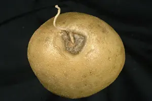 Physiological: Stolon end rot of potato