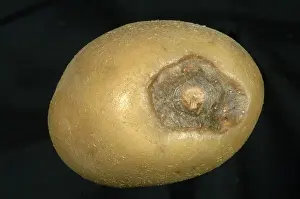 Physiological: Stolon end rot of potato