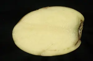 Physiological: Stolon end rot of potato