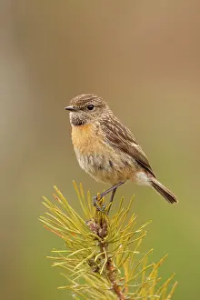 Stonechats: Stonchat - female perched on top of a young conifer