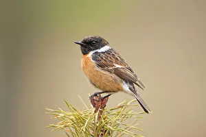 Stonechats: Stonchat - male perched on top of a young conifer tree - May