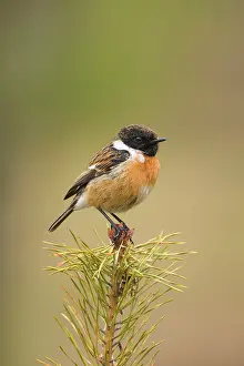 Stonechats: Stonchat - male perched on top of a young conifer tree - May