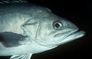 Basses: Stone BASS / Wreckfish