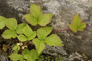 Brambles: Stone bramble
