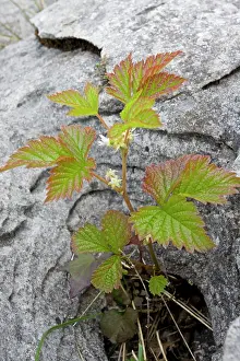 Brambles: Stone Bramble - in limestone pavement