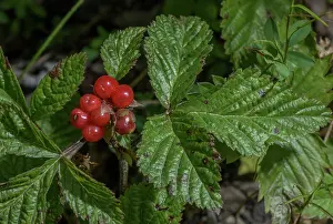 Bramble: Stone Bramble, Rubus saxatilis, in fruit in late summer