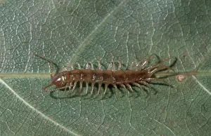 Myriapod: Stone Centipede