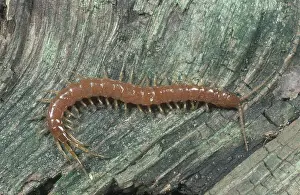 Myriapod: Stone Centipede