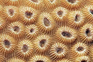 Akaba: Stone coral (Favia favus), detail with indented