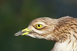 Oedicnemus: Stone-curlew