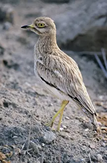 Burhinus: STONE-CURLEW