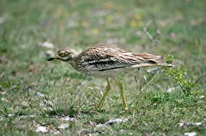 Burhinus: STONE-CURLEW