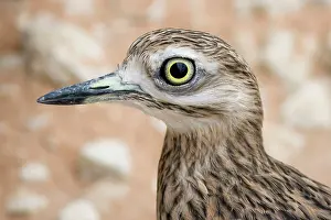 Burhinus: Stone Curlew
