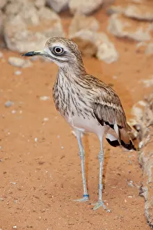 Burhinus: Stone Curlew