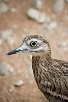 Burhinus: Stone Curlew - Abu Dhabi