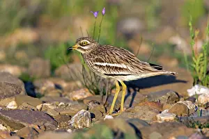 Burhinus: Stone Curlew - in breeding territory habitat Castro