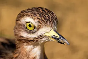 Burhinus: Stone Curlew (Burhinus), animal portrait, captive
