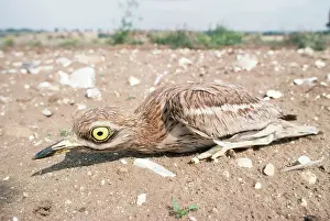 Burhinus: STONE-CURLEW - chick crouching in field