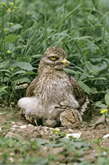 Chris Knights: STONE-CURLEW - chick and egg