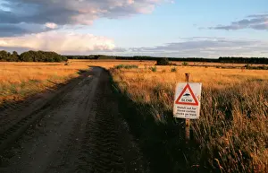 Burhinus: STONE-CURLEW - Conservation notice