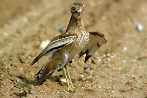 Burhinus: STONE-CURLEW - in display pose