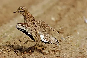 Burhinus: STONE-CURLEW - displaying