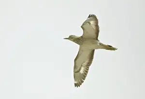 Burhinus: Stone Curlew - in flight