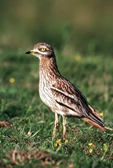 Burhinus: STONE-CURLEW - in grass, side view