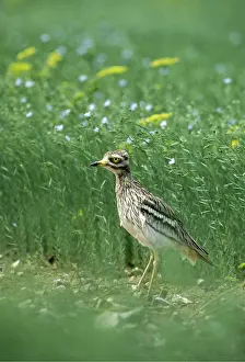 Curlew: STONE-CURLEW - on ground
