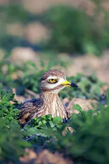 Oedicnemus: Stone Curlew - at nest
