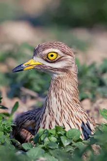 Oedicnemus: Stone Curlew - at nest