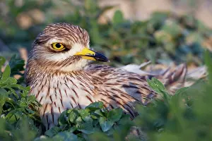 Oedicnemus: Stone Curlew - at nest