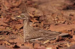 Burhinus: Stone Curlew - at nest